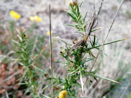 Pisaura mirabilis